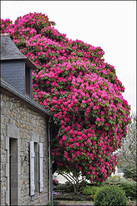 Images Of Rhododendrons